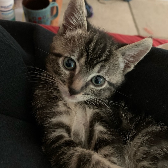 MEET YOUR RESCUE MAMA! โญ๏ธ๐๐๐๐ถ๐ด - Picture 12 of 17